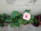 hibiscus roz pal dublu 30 ron