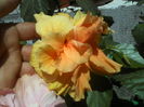 P01-07-12_12.32[5]