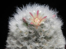 Mammillaria bocasana v. splendens
