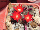 Rebutia fiebrigii