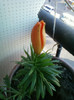 2 iulie 2012-flori 017