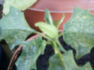 datura alba de gradina