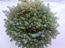 2 iulie 2012-flori 020