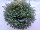 2 iulie 2012-flori 022