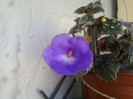 2 iulie 2012-flori 028