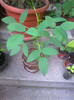 erithrina crista galli