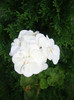 muscata alba