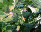 P1400260