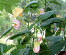 P1400259