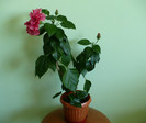 P1400362
