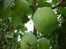 P1000950