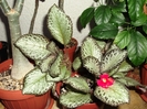 Cupreata Silver Sheen