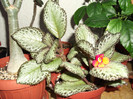 DSCF0772