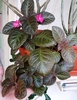 Pinkiscia