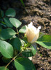 CIMG6135