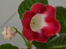 Gloxinia  Symphony of Fire