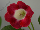 Gloxinia  Symphony of Fire