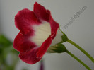 Gloxinia  Symphony of Fire