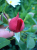 Florentina (Climber - W. Kordes & Sons, Germany, before 2011)