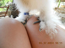 seria 1