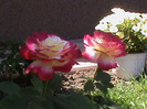 double delight