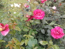 Photo0793