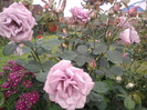 Photo0795