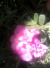 floare de piatra