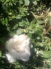 floare de piatra