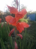 gladiola rosie