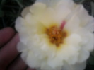 floare de piatra