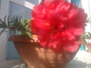 floare de piatra