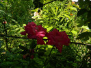DSCN9745