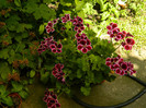 DSCN9768