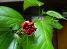 DSCN9829