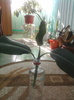 ficus