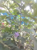 floarea hibiscusului de gradina