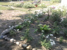 gradina cu flori