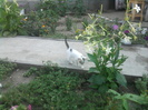 toti si florile