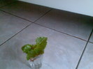 Imag003
