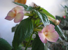 P7010400