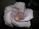 Hibiscus Cajun Blue