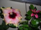 Hibiscus Tahitian Quinn   Fijian Island