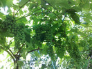 02072012 frumoasa de murighiol