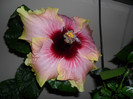 Hibiscus Tahitian Quinn