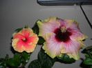 Hibiscus June's Dragon   Tahitian Quinn