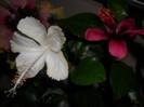 Hibiscus White Swann   Fidjian Island