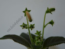 NEW - Kohleria GG Fairy Dust