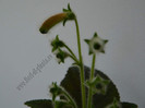 NEW - Kohleria GG Fairy Dust
