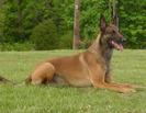 Ciobanesc belgian Malinois